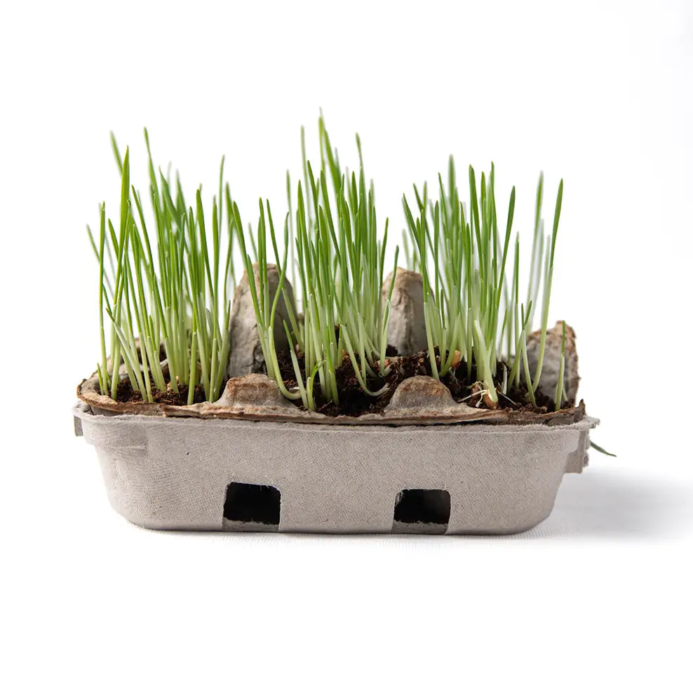 Egg Coloring & Grass Growing Kit